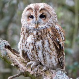 By adopting BUG for a year you will be supporting a variety of Suffolk Owl Sanctuary projects, including our Raptor First Aid Centre for injured wild birds of prey. Thank you.