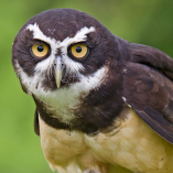 Suffolk Owl Sanctuary