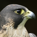 By adopting COMET the Peregrine you will be supporting many S.O.S. projects, including the Wise Owl Roadshow which visits local schools for educational demonstrations. Thank you.