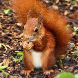 By re-adopting TUFTY for another year you will be supporting our scheme raising young Red Squirrels for release to the wild through recognised projects. Thank you.<small>